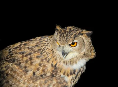 Owl  looking alert Stock Photos