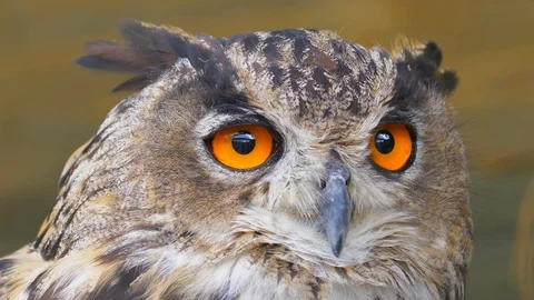 Owl Looking Around with Big Orange Eyes Close Up Video stock 114611668