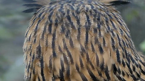 Owl Looking Around Close-up Stock Footage 121576278