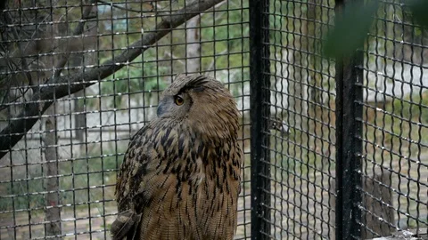 Owl Looking Around Close-up Stock Footage 121576300