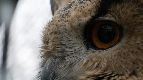 Owl Looking Around Close-up Stock Footage 121576326
