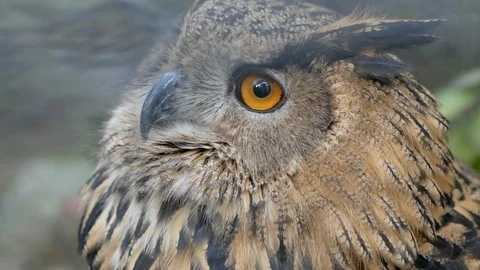 Owl Looking Around Close-up Stock Footage 121576360