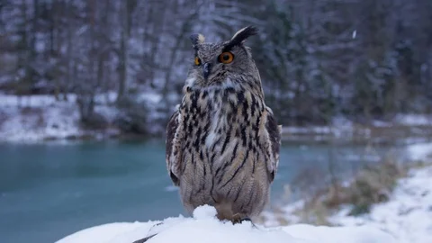 Owl looking around in the Winter - Bavarian forrest next to the river in 4K Stock Footage 100907930