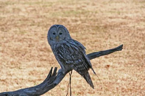 Owl looking at the camera Stock Photos