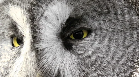 Owl looking at the camera yellow eyes. Feathered race Stock Footage 68313830