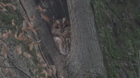 The owl is looking down, 4K Stock Footage 166702653