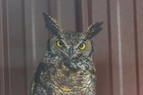 Owl looking forward Stock Photos