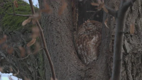 Owl looking up in a hollow, 4K Stock Footage 166702360