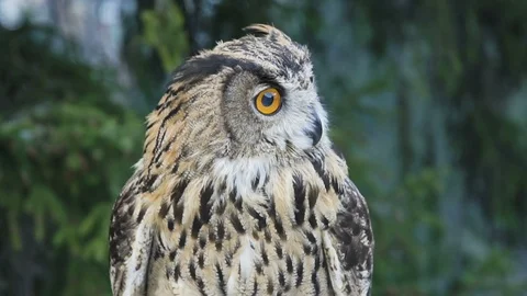 Owl looking for prey Stock Footage 113321778