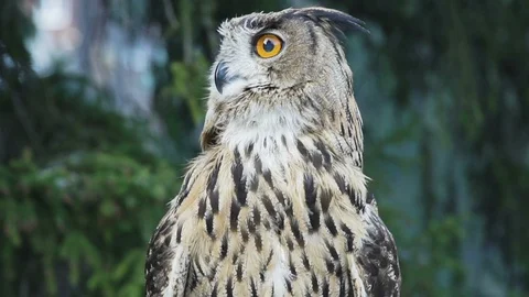 Owl looking for prey Stock Footage 113321853