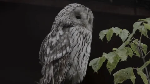 The owl looks ahead Stock Footage 74363412