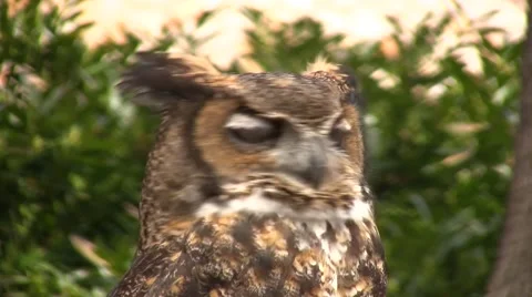 Owl looks around (Close) Video stock 49149208