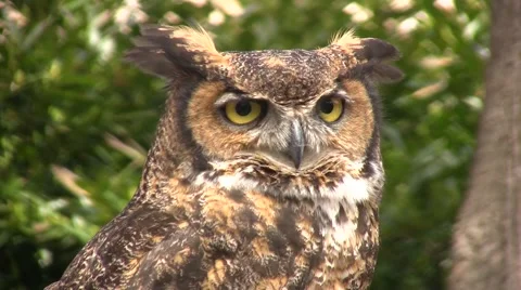 Owl looks around (Close) Video stock 49149844