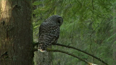 Owl Looks Around Stock-Footage 488663
