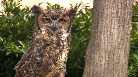 Owl looks around (Medium) Video stock 49149540