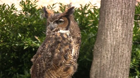Owl looks around (Medium) Video stock 49149888