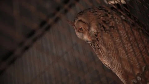 Owl looks in the lens Stock Footage 110203003
