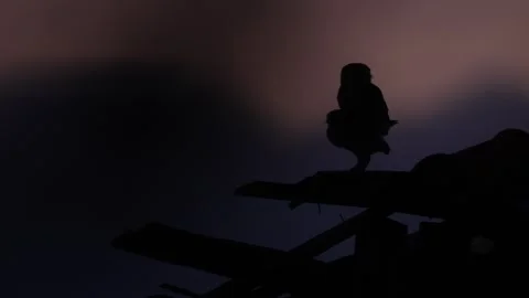 Owl mating on night. Pair, bird love. Little Owl, Athene noctua, bird in old roo Stock Footage 310250940