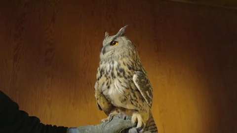 Owl medium shot 01 Stock Footage 71690304