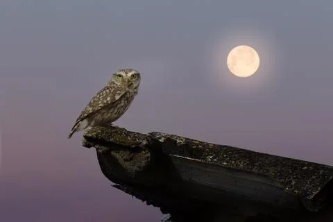 Owl with moon in the background Stock Photos
