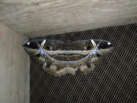 Owl moth - Erebus ephesperis Stock Photos