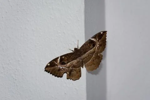 Owl moth resting on the wall Stock Photos