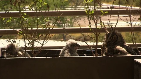 Owl Mother and Owlets Fall Asleep on Balcony in Arizona 스톡 동영상 74208415