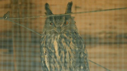 Owl that movers the eyes 4K Stock Footage 96483286