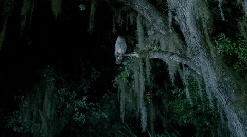 Owl at night 2.5K Stock Footage 44914112