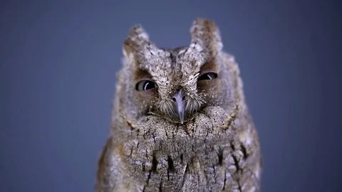 Owl at night on a blue background Stock Footage 79881058