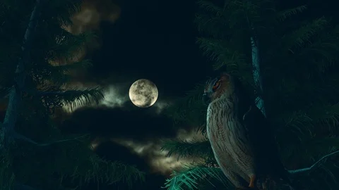 An owl at night Stock Footage 121894078