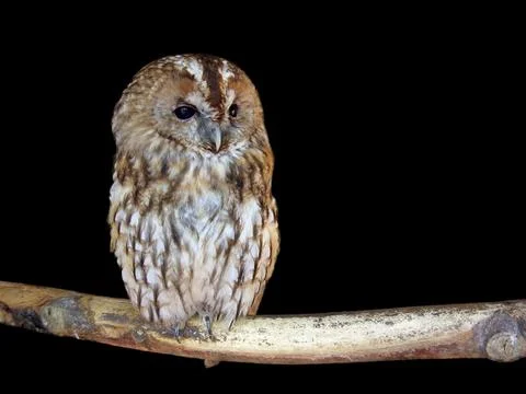 Owl in the night Stock Photos