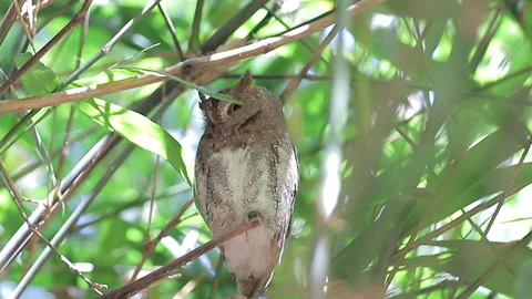 Owl, Oriental Scops Owl (Otus sunia) standing on a branch Stock Footage 166560149