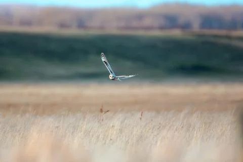 Owl over Grass Stock Photos
