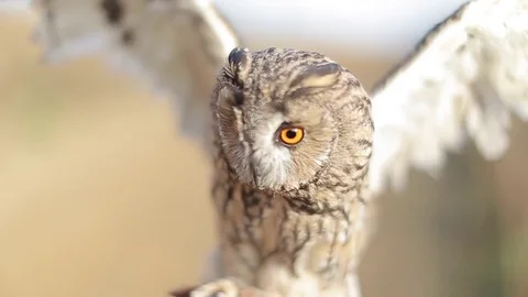 Owl. Owl flies up. Macro Stock Footage 80231831