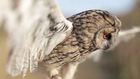 Owl. Owl flies up. Macro Video stock 80231874
