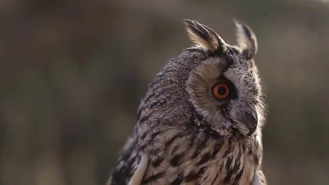 Owl. Owl flies up. Macro Video stock 80231920