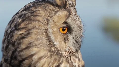 Owl. Owl flies up. Macro Stock Footage 80231968