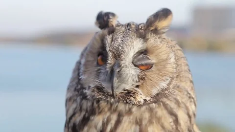 Owl. Owl flies up. Macro Stock Footage 80232020