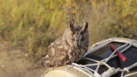 Owl. Owl flies up. Macro Stock Footage 80232138
