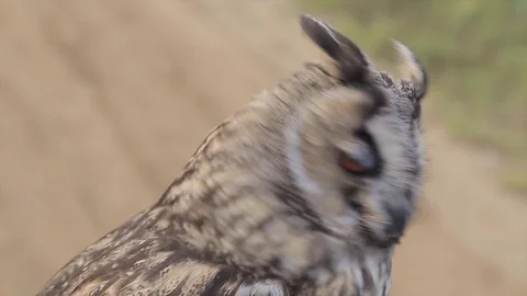 Owl. Owl flies up. Macro Stock Footage 80232171