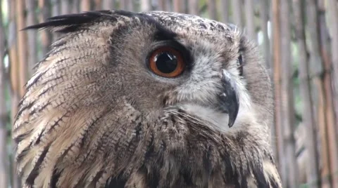 Owl, owl moving head left and right video, close up Stock Footage 68728053