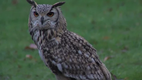 Owl in a park Stock Footage 75735063