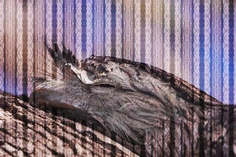 Owl patternmerged Foto stock