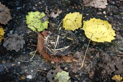 Owl pellet and bone 스톡 사진