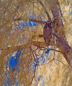 Owl in Pepper Tree 2 Stock Photos