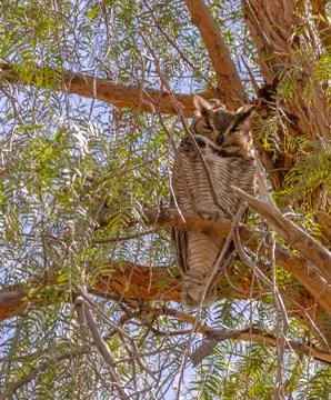 Owl in Pepper Tree Stock Photos