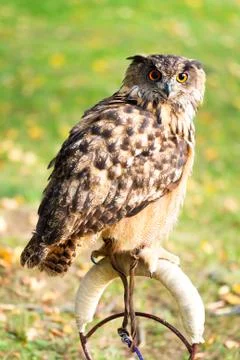 Owl on a perch Stock Photos