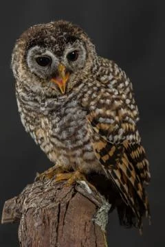Owl on perch Stock Photos