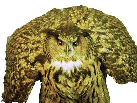 Owl on a perch Stock Photos